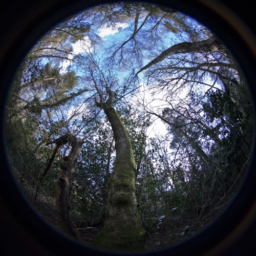 Limbrick Wood, Coventry